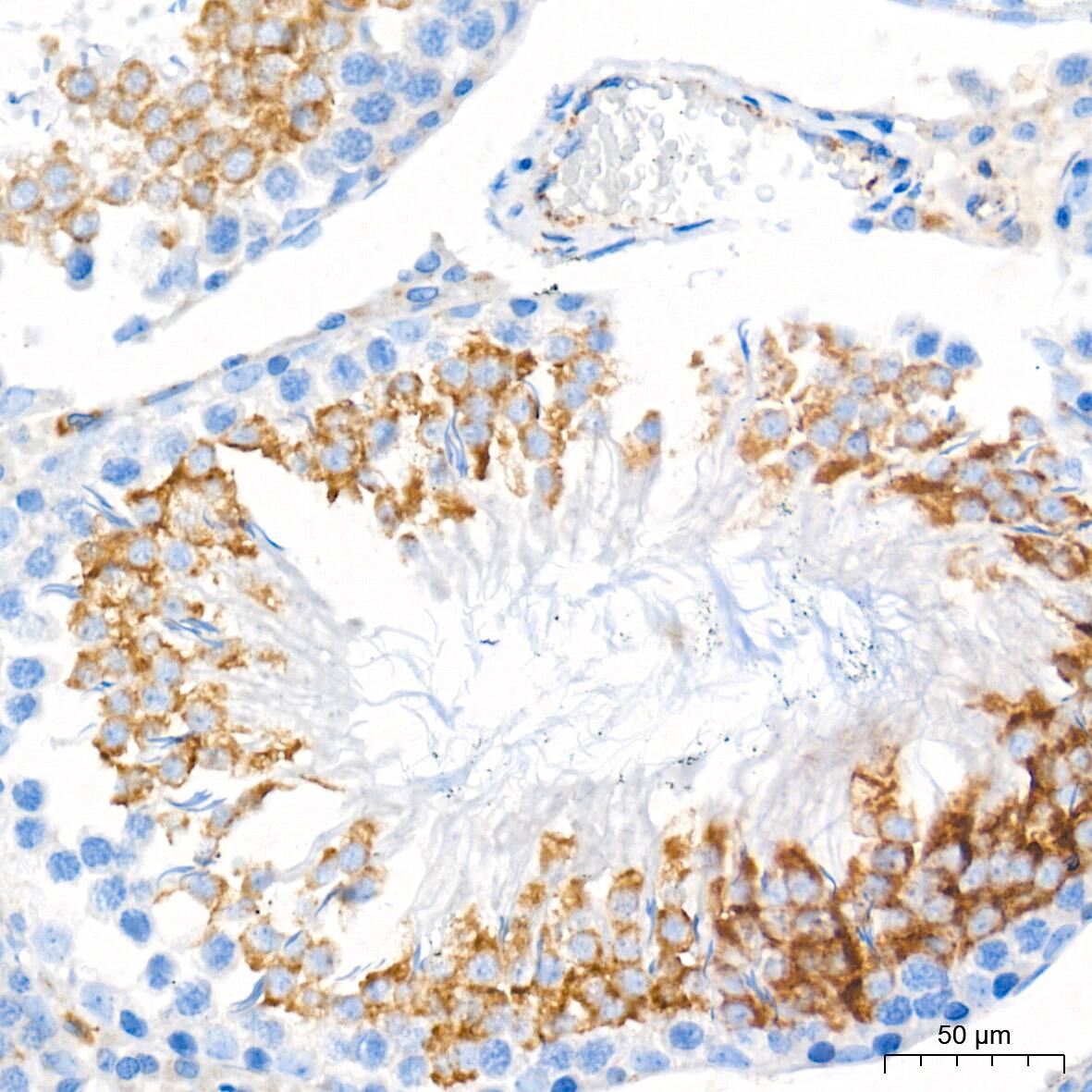 Immunohistochemistry: Glucosylceramidase/GBA Antibody (8O3Z7) [Glucosylceramidase/GBA] - Immunohistochemistry analysis of paraffin-embedded Rat testis tissue using Glucosylceramidase/GBA Rabbit mAb  at a dilution of 1:400 (40x lens). High pressure antigen retrieval performed with 0.01M Tris-EDTA Buffer (pH 9.0) prior to IHC staining.