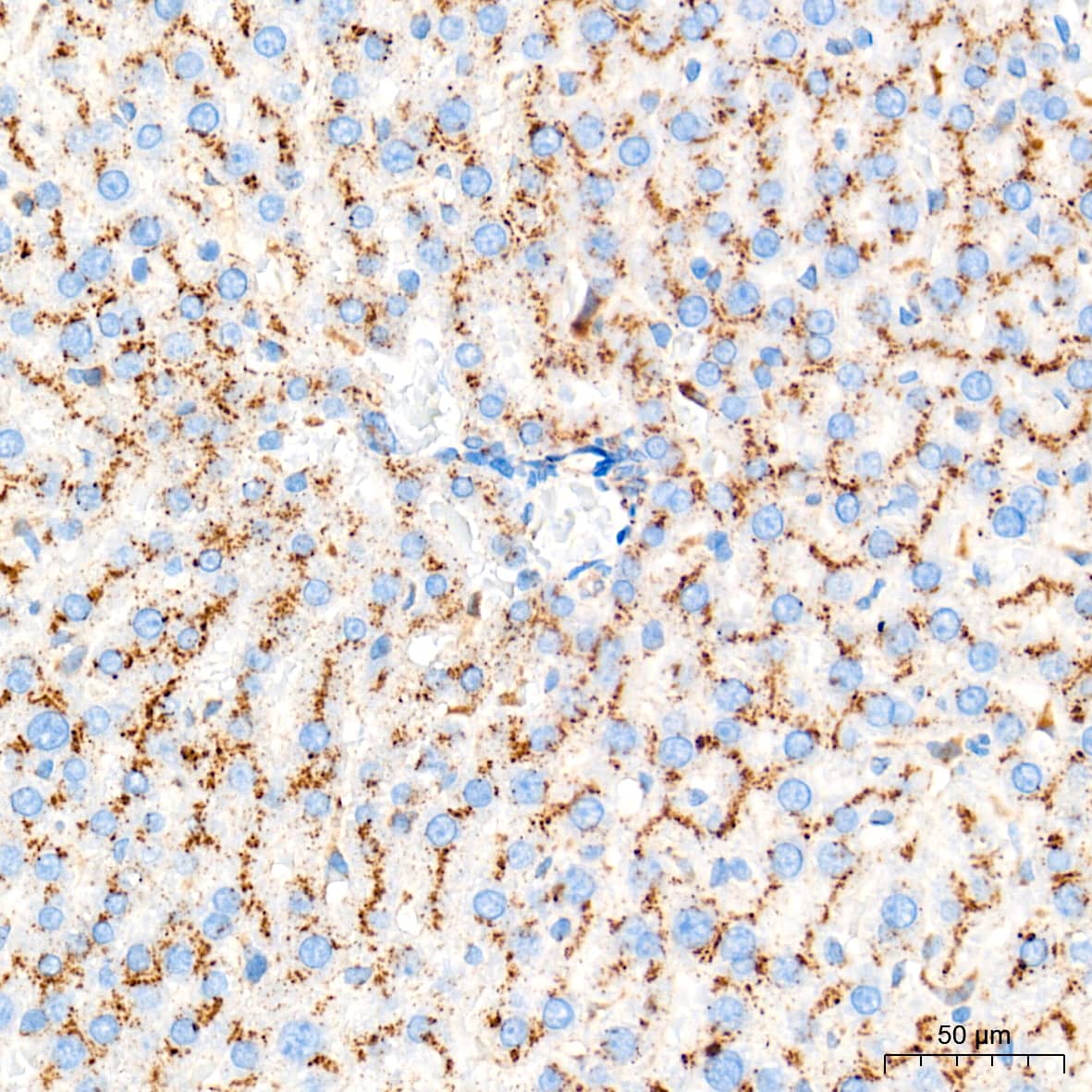 Immunohistochemistry: Glucosylceramidase/GBA Antibody (8O3Z7) [Glucosylceramidase/GBA] - Immunohistochemistry analysis of paraffin-embedded Rat liver tissue using Glucosylceramidase/GBA Rabbit mAb  at a dilution of 1:400 (40x lens). High pressure antigen retrieval performed with 0.01M Tris-EDTA Buffer (pH 9.0) prior to IHC staining.