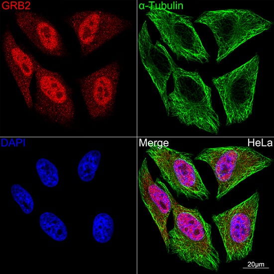 Immunocytochemistry/ Immunofluorescence: GRB2 Antibody (9K6H0) [GRB2] - Confocal imaging of HeLa cells using GRB2 Rabbit mAb . The cells were counterstained with alpha-Tubulin Mouse mAb  (Green). DAPI was used for nuclear staining (blue). Objective: 100x.