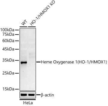 <b>Genetic Strategies Validation. </b>Western Blot: Rabbit HO-1/HMOX1/HSP32 mAb (7H7W10) [NBP3-15640] - Analysis of extracts from wild type(WT) and Heme Oxygenase 1 (HO-1/HMOX1) knockout (KO) HeLa cells, using Heme Oxygenase 1 (HO-1/HMOX1) antibody  at 1:10000 dilution.Secondary antibody: HRP Goat Anti-Rabbit IgG (H+L)  at 1:10000 dilution. Lysates/proteins: 25ug per lane. Blocking buffer: 3% nonfat dry milk in TBST. Detection: ECL Basic Kit. Exposure time: 180s.