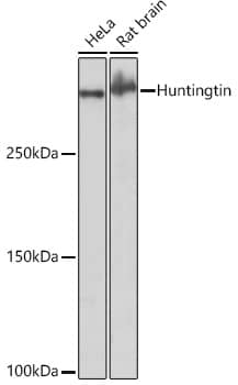 Western Blot: Huntingtin Antibody (7B9C8) [Huntingtin] - Western blot analysis of various lysates using Huntingtin Rabbit mAb  at 1:1000 dilution.Secondary antibody: HRP-conjugated Goat anti-Rabbit IgG (H+L)  at 1:10000 dilution.Lysates/proteins: 25ug per lane.Blocking buffer: 3% nonfat dry milk in TBST.Detection: ECL Basic Kit .Exposure time: 3min.