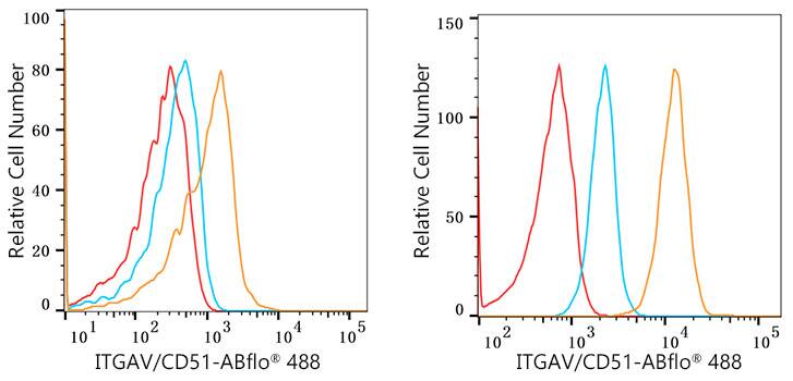 Flow Cytometry: Integrin alpha V/CD51 Antibody (10T9N2) [Integrin alpha V/CD51] - Flow cytometry:1X10^6 Daudi cells (negative control,left) and U-251MG cells  were intracellularly-stained with Integrin alpha V/CD51 Rabbit mAb or Rabbit IgG isotype control ,followed by FITC conjugated goat anti-rabbit pAb(1:200 dilution) staining. Non-fluorescently stained cells were used as blank control .