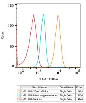 Flow Cytometry: Integrin alpha V/CD51 Antibody (7O8N2) [NBP3-15647] -U-251 MG cells were stained with Rabbit IgG isotype control (2.5 ug/mL, blue line) or Integrin alpha V (ITGAV/CD51) Rabbit mAb (2.5 ug/mL orange line), followed by FITC conjugated goat anti-rabbit pAb (1:200 dilution). Non-fluorescently stained U-251 MG cells were used as blank control (red line).