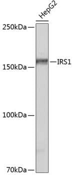 Western Blot: IRS1 Antibody (3Q8A2) [IRS1] - Western blot analysis of lysates from HepG2 cells, using IRS1 Rabbit mAb  at 1:500 dilution.Secondary antibody: HRP-conjugated Goat anti-Rabbit IgG (H+L)  at 1:10000 dilution.Lysates/proteins: 25ug per lane.Blocking buffer: 3% nonfat dry milk in TBST.Detection: ECL Basic Kit .Exposure time: 3min.