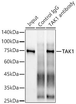 Immunoprecipitation: TAK1 Antibody (1W2B10) [NBP3-15650] - Immunoprecipitation analysis of 300 ug extracts of 293T cells using 3 ug TAK1 antibody . Western blot was performed from the immunoprecipitate using TAK1 antibody  at a dilution of 1:1000.