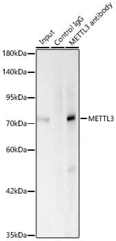 Immunoprecipitation: Methyltransferase like 3 Antibody (1R6X6) [Methyltransferase like 3] - Immunoprecipitation of Methyltransferase like 3 from 200 ug extracts of 293F cells was performed using 0.5 ug of Methyltransferase like 3 Rabbit mAb . Rabbit IgG isotype control was used to precipitate the Control IgG sample. IP samples were eluted with 1X Laemmli Buffer. The Input lane represents 10% of the total input. Western blot analysis of immunoprecipitates was conducted using Methyltransferase like 3 Rabbit mAb  at a dilution of 1:500.