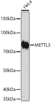 Western Blot: Methyltransferase like 3 Antibody (1R6X6) [Methyltransferase like 3] - Western blot analysis of lysates from HeLa cells, using Methyltransferase like 3 Rabbit mAb  at 1:1000 dilution.Secondary antibody: HRP-conjugated Goat anti-Rabbit IgG (H+L)  at 1:10000 dilution.Lysates/proteins: 25ug per lane.Blocking buffer: 3% nonfat dry milk in TBST.Detection: ECL Enhanced Kit .Exposure time: 3min.