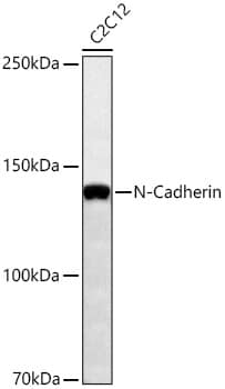 Western Blot: N-Cadherin Antibody (6F9G8) [N-Cadherin] - Western blot analysis of lysates from C2C12 cells using [KO Validated] N-Cadherin Rabbit mAb  at 1:1000 dilution incubated overnight at 4C.Secondary antibody: HRP-conjugated Goat anti-Rabbit IgG (H+L)  at 1:10000 dilution.Lysates/proteins: 25 ug per lane.Blocking buffer: 3% nonfat dry milk in TBST.Detection: ECL Basic Kit .Exposure time: 60s.