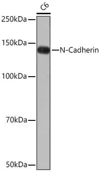 Western Blot: N-Cadherin Antibody (6F9G8) [N-Cadherin] - Western blot analysis of lysates from C6 cells using [KO Validated] N-Cadherin Rabbit mAb  at 1:1000 dilution incubated overnight at 4C.Secondary antibody: HRP-conjugated Goat anti-Rabbit IgG (H+L)  at 1:10000 dilution.Lysates/proteins: 25 ug per lane.Blocking buffer: 3% nonfat dry milk in TBST.Detection: ECL Basic Kit .Exposure time: 10s.