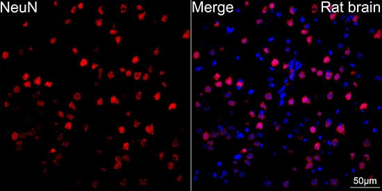 Immunocytochemistry/ Immunofluorescence: RBFOX3/NeuN Antibody (2F9F0) [RBFOX3/NeuN] - Confocal imaging of paraffin-embedded rat brain tissue using RBFOX3/NeuN Rabbit mAb  followed by a further incubation with Cy3 Goat Anti-Rabbit IgG (H+L)  . DAPI was used for nuclear staining (Blue). High pressure antigen retrieval performed with 0.01M Citrate Buffer (pH 6.0) prior to IF staining. Objective: 40x.