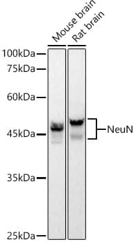 Western Blot: RBFOX3/NeuN Antibody (2F9F0) [RBFOX3/NeuN] - Western blot analysis of various lysates using RBFOX3/NeuN Rabbit mAb  at1:1000 dilution.Secondary antibody: HRP-conjugated Goat anti-Rabbit IgG (H+L)  at1:10000 dilution.Lysates/proteins: 25ug per lane.Blocking buffer: 3% nonfat dry milk in TBST.Detection: ECL Basic Kit .Exposure time: 10s.