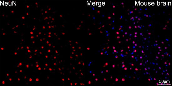 Immunocytochemistry/ Immunofluorescence: RBFOX3/NeuN Antibody (2F9F0) [RBFOX3/NeuN] - Confocal imaging of paraffin-embedded mouse brain tissue using RBFOX3/NeuN Rabbit mAb  followed by a further incubation with Cy3 Goat Anti-Rabbit IgG (H+L)  . DAPI was used for nuclear staining (Blue). High pressure antigen retrieval performed with 0.01M Citrate Buffer (pH 6.0) prior to IF staining. Objective: 40x.