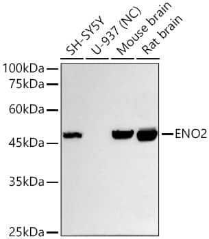 Western Blot: Enolase 2/Neuron-specific Enolase Antibody (9B4Y4) [Enolase 2/Neuron-specific Enolase] - Western blot analysis of various lysates using Enolase 2/Neuron-specific Enolase Rabbit mAb at 1:10000 dilution incubated overnight at 4C.Secondary antibody: HRP-conjugated Goat anti-Rabbit IgG (H+L)  at 1:10000 dilution.Lysates/proteins: 25 ug per lane.Blocking buffer: 3% nonfat dry milk in TBST.Detection: ECL Basic Kit .Negative control (NC): U-937Exposure time: 15s.