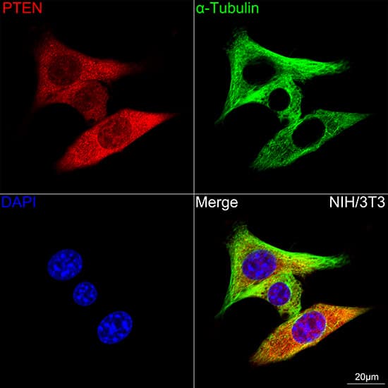 Immunocytochemistry/ Immunofluorescence: PTEN Antibody (7O6F4) [PTEN] - Confocal imaging of NIH/3T3 cells using [KO Validated] PTEN Rabbit mAb  followed by a further incubation with Cy3 Goat Anti-Rabbit IgG (H+L)  . The cells were counterstained with alpha-Tubulin Mouse mAb  followed by incubation with ABflo 488-conjugated Goat Anti-Mouse IgG (H+L) Ab  (Green). DAPI was used for nuclear staining (Blue). Objective: 100x.