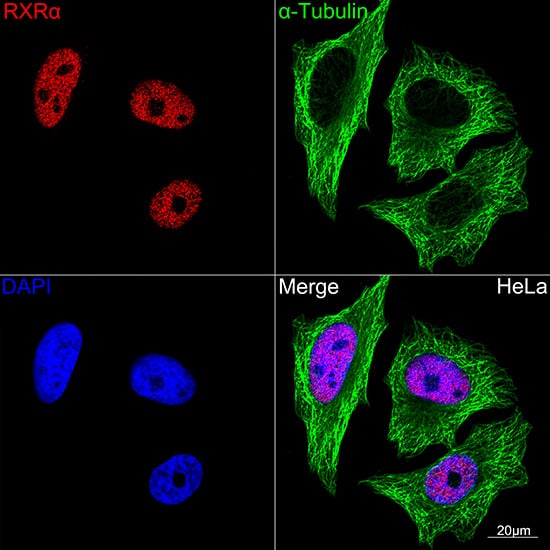 Immunocytochemistry/ Immunofluorescence: RXR alpha/NR2B1 Antibody (6Y10M1) [RXR alpha/NR2B1] - Confocal imaging of HeLa cells using RXR alpha/NR2B1 Rabbit mAb . The cells were counterstained with alpha-Tubulin Mouse mAb  (Green). DAPI was used for nuclear staining (blue). Objective: 100x.