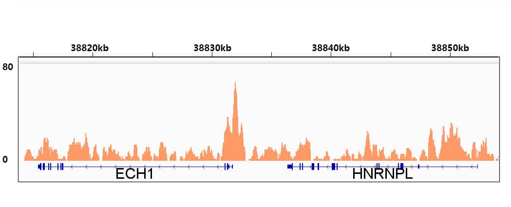 Chromatin Immunoprecipitation: RXR alpha/NR2B1 Antibody (6Y10M1) [RXR alpha/NR2B1] - Chromatin immunoprecipitation was performed with 25 ug of cross-linked chromatin from HepG2 cells using 5 ug of RXR alpha/NR2B1 Rabbit mAb . DNA libraries were prepared using Scale ssDNA-seq Lib Prep Kit for Illumina V2 . The ChIP sequencing results indicate the enrichment pattern of RXR alpha/NR2B1 in the representative genomic region surrounding ECH1 gene.