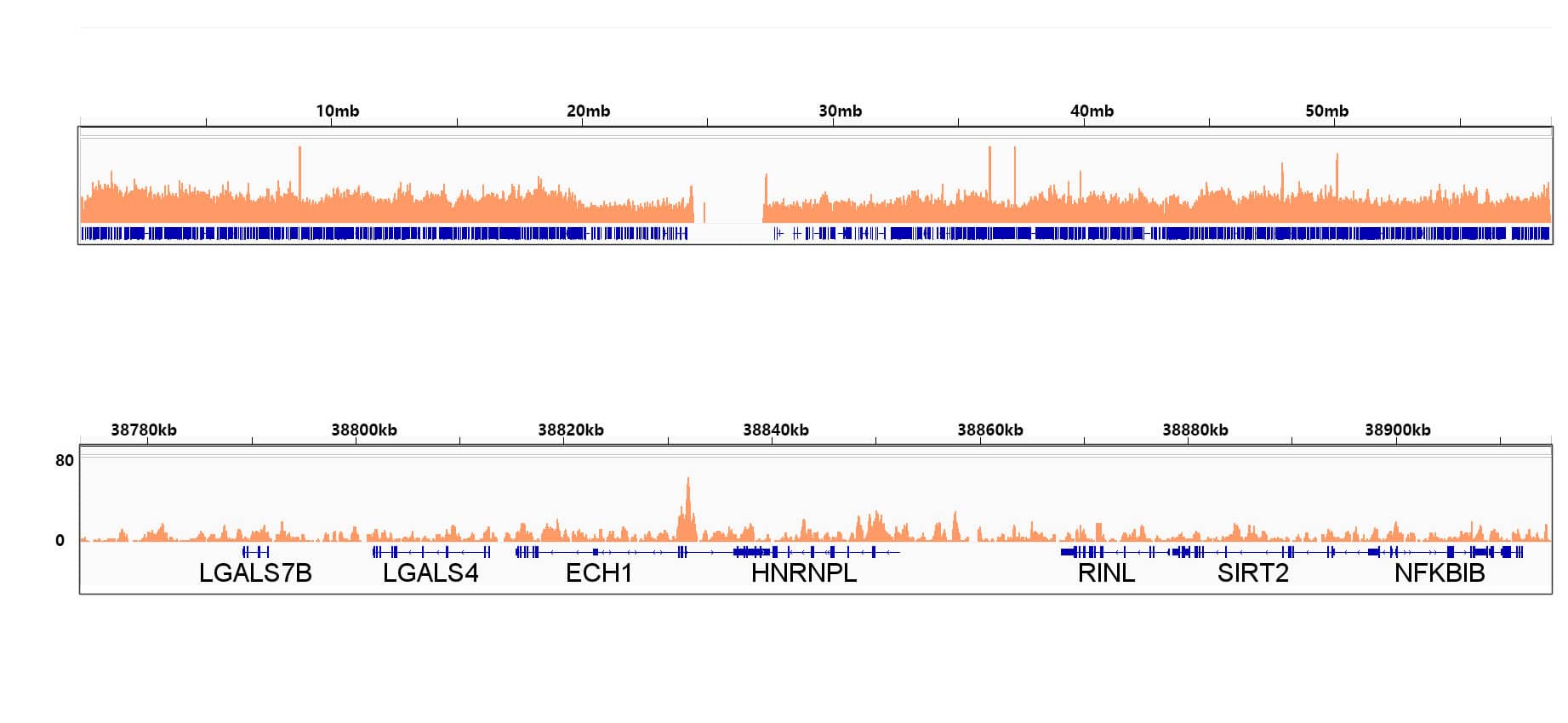 Chromatin Immunoprecipitation: RXR alpha/NR2B1 Antibody (6Y10M1) [RXR alpha/NR2B1] - Chromatin immunoprecipitation was performed with 25 ug of cross-linked chromatin from HepG2 cells using 5 ug of RXR alpha/NR2B1 Rabbit mAb . DNA libraries were prepared using Scale ssDNA-seq Lib Prep Kit for Illumina V2 . The ChIP sequencing results indicate the enrichment pattern of RXR alpha/NR2B1 across chromosome 19 (upper panel) and the genomic region encompassing ECH1, a representative gene enriched in RXR alpha/NR2B1 (lower panel).