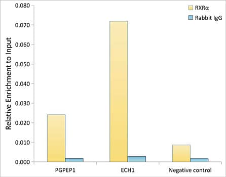 Chromatin Immunoprecipitation: RXR alpha/NR2B1 Antibody (6Y10M1) [RXR alpha/NR2B1] - Chromatin immunoprecipitation analysis of extracts from HepG2 cells, using RXR alpha/NR2B1 antibody  and rabbit IgG.The amount of immunoprecipitated DNA was checked by quantitative PCR. Histogram was constructed by the ratios of the immunoprecipitated DNA to the input.