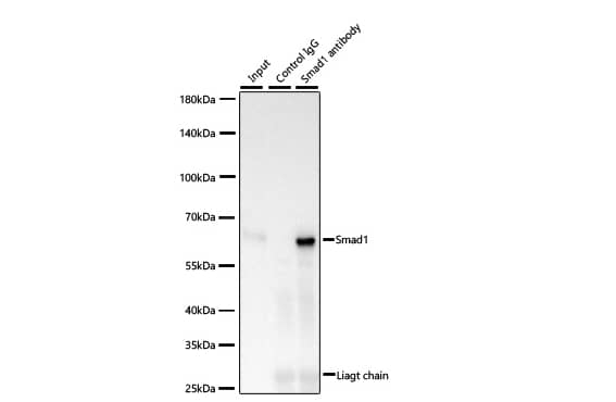 Smad1 from 400 µg extracts of HeLa cells was performed using 2 µg of [KO Validated] Smad1 Rabbit mAb. Rabbit Control IgG (AC005) was used to precipitate the Control IgG sample. IP samples were eluted with 1X Laemmli Buffer. The Input lane represents 10% of the total input. Western blot analysis of immunoprecipitates was conducted using [KO Validated] Smad1 Rabbit mAb at a dilution of 1:500.
