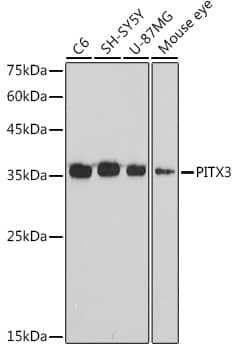 Western Blot: PITX3 Antibody (3P4U8) [PITX3] - Western blot analysis of various lysates using PITX3 Rabbit mAb  at 1:1000 dilution.Secondary antibody: HRP Goat Anti-Rabbit IgG (H+L)  at 1:10000 dilution.Lysates/proteins: 25ug per lane.Blocking buffer: 3% nonfat dry milk in TBST.Detection: ECL Basic Kit .Exposure time: 90s.