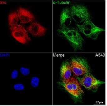 Immunocytochemistry/Immunofluorescence: Src Antibody (7G6M9) [NBP3-15675] - Confocal imaging of A549 cells using [KO Validated] Src Rabbit mAb (at dilution of 1:100) (Red). The cells were counterstained with  alpha -Tubulin Mouse mAb (dilution 1:400) (Green). DAPI was used for nuclear staining (blue). Objective: 100x.