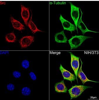 Immunocytochemistry/Immunofluorescence: Src Antibody (7G6M9) [NBP3-15675] - Confocal imaging of NIH/3T3 cells using [KO Validated] Src Rabbit mAb (at dilution of 1:100) (Red). The cells were counterstained with  alpha -Tubulin Mouse mAb (dilution 1:400) (Green). DAPI was used for nuclear staining (blue). Objective: 100x.