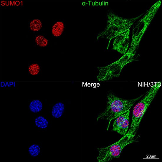 Immunocytochemistry/ Immunofluorescence: SUMO1 Antibody (6F8B6) [SUMO1] - Confocal imaging of NIH/3T3 cells using [KO Validated] SUMO1 Rabbit mAb . The cells were counterstained with alpha-Tubulin Mouse mAb  (Green). DAPI was used for nuclear staining (blue). Objective: 100x.