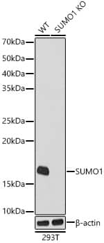 Western Blot: SUMO1 Antibody (6F8B6) [SUMO1] - Western blot analysis of lysates from wild type(WT) and SUMO1 knockout (KO) 293T cells, using [KO Validated] SUMO1 Rabbit mAb  at  1:1000 dilution.Secondary antibody: HRP-conjugated Goat anti-Rabbit IgG (H+L)  at 1:10000 dilution.Lysates/proteins: 25ug per lane.Blocking buffer: 3% nonfat dry milk in TBST.Detection: ECL Basic Kit .Exposure time: 10s.