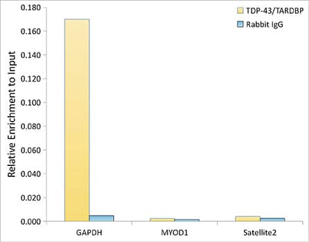 Chromatin Immunoprecipitation: TDP-43/TARDBP Antibody (4R5L7) [TDP-43/TARDBP] - Chromatin immunoprecipitation analysis of extracts of K562 cells, using TDP-43/TARDBP Rabbit mAb  and rabbit IgG.The amount of immunoprecipitated DNA was checked by quantitative PCR. Histogram was constructed by the ratios of the immunoprecipitated DNA to the input.