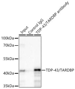 Immunoprecipitation: TDP-43/TARDBP Antibody (4R5L7) [TDP-43/TARDBP] - Immunoprecipitation of TDP-43/TARDBP from 500 ug extracts of K-562 cells was performed using 2 ug of TDP-43/TARDBP Rabbit mAb . Rabbit IgG isotype control  was used to precipitate the Control IgG sample. IP samples were eluted with 1X non-reducing Laemmli Buffer. The Input lane represents 10% of the total input. Western blot analysis of immunoprecipitates was conducted using TDP-43/TARDBP Rabbit mAb  at a dilution of 1:500.