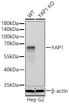 Western Blot: YAP1 Antibody (10G4S10) [YAP1] - Western blot analysis of lysates from wild type (WT) and YAP1 knockout (KO) HeLa cells using [KO Validated] YAP1 Rabbit mAb  at 1:10000 dilution incubated overnight at 4C.Secondary antibody: HRP-conjugated Goat anti-Rabbit IgG (H+L)  at 1:10000 dilution.Lysates/proteins: 25 ug per lane.Blocking buffer: 3% nonfat dry milk in TBST.Detection: ECL Basic Kit .Exposure time: 10s.