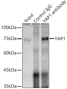 Immunoprecipitation: YAP1 Antibody (10G4S10) [YAP1] - Immunoprecipitation analysis of 300 ug extracts of A-549 cells using 3 ug YAP1 antibody . Western blot was performed from the immunoprecipitate using YAP1 antibody  at a dilution of 1:500.