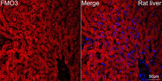Immunocytochemistry/ Immunofluorescence: FMO3 Antibody (6Q10X9) [NBP3-15688] - Confocal imaging of paraffin-embedded Rat liver tissue using FMO3 Rabbit mAb  followed by a further incubation with Cy3 Goat Anti-Rabbit IgG (H+L)  . DAPI was used for nuclear staining (Blue). Objective: 40x. Perform high pressure antigen retrieval with 0.01 M citrate buffer (pH 6.0) prior to IF staining.