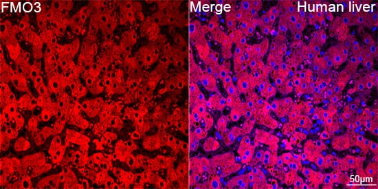 Immunocytochemistry/ Immunofluorescence: FMO3 Antibody (6Q10X9) [NBP3-15688] - Confocal imaging of paraffin-embedded Human liver tissue using FMO3 Rabbit mAb  followed by a further incubation with Cy3 Goat Anti-Rabbit IgG (H+L)  . DAPI was used for nuclear staining (Blue). Objective: 40x. Perform high pressure antigen retrieval with 0.01 M citrate buffer (pH 6.0) prior to IF staining.