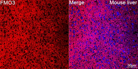 Immunocytochemistry/ Immunofluorescence: FMO3 Antibody (6Q10X9) [NBP3-15688] - Confocal imaging of paraffin-embedded Mouse liver tissue using FMO3 Rabbit mAb  followed by a further incubation with Cy3 Goat Anti-Rabbit IgG (H+L)  . DAPI was used for nuclear staining (Blue). Objective: 40x. Perform high pressure antigen retrieval with 0.01 M citrate buffer (pH 6.0) prior to IF staining.