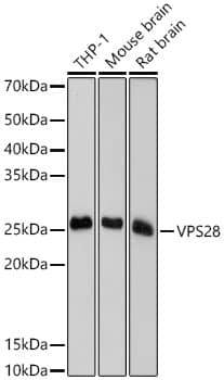 Western Blot: VPS28 Antibody (4F8M0) [VPS28] - Western blot analysis of various lysates using VPS28 Rabbit mAb  at 1:1000 dilution.Secondary antibody: HRP Goat Anti-Rabbit IgG (H+L)  at 1:10000 dilution.Lysates/proteins: 25ug per lane.Blocking buffer: 3% nonfat dry milk in TBST.Detection: ECL Basic Kit .Exposure time: 10s.