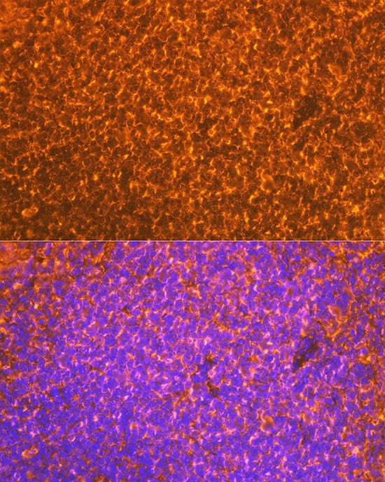 Immunocytochemistry/ Immunofluorescence: EBI3 Antibody (9J1H4) [EBI3] - Immunofluorescence analysis of paraffin-embedded mouse spleen using EBI3 Rabbit mAb  at dilution of 1:100 (40x lens). Secondary antibody: Cy3-conjugated Goat anti-Rabbit IgG (H+L)  at 1:500 dilution. Blue: DAPI for nuclear staining.