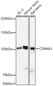 Western Blot: CTNNA3 Antibody (8F1U7) [NBP3-15741] - Western blot analysis of various lysates, using CTNNA3 Rabbit mAb  at 1 : 1000 dilution.Secondary antibody: HRP Goat Anti-Rabbit IgG (H+L)  at 1:10000 dilution.Lysates/proteins: 25ug per lane.Blocking buffer: 3% nonfat dry milk in TBST.Detection: ECL Basic Kit .Exposure time: 10s.