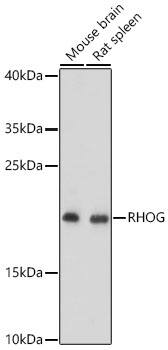 Western Blot: RhoG Antibody - Azide and BSA Free [RhoG] - Western blot analysis of various lysates using RhoG Rabbit pAb  at 1:1000 dilution. Secondary antibody: HRP Goat Anti-Rabbit IgG (H+L)  at 1:10000 dilution. Lysates / proteins: 25 ug per lane. Blocking buffer: 3 % nonfat dry milk in TBST. Detection: ECL Basic Kit . Exposure time: 90s.