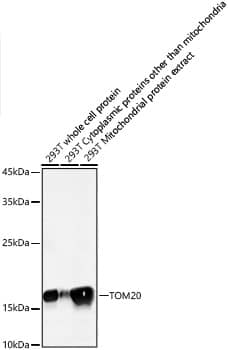 Western Blot: TOMM20 Antibody (10G6I8) [TOMM20] - Western blot analysis of lysates from 293T cells using TOMM20 Rabbit mAb  at 1:5000 dilution incubated overnight at 4C.Secondary antibody: HRP-conjugated Goat anti-Rabbit IgG (H+L)  at 1:10000 dilution.Lysates/proteins: 25 ug per lane.Blocking buffer: 3% nonfat dry milk in TBST.Detection: ECL Basic Kit .Exposure time: 10s.