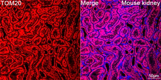 Immunocytochemistry/ Immunofluorescence: TOMM20 Antibody (10G6I8) [TOMM20] - Confocal imaging of paraffin-embedded Mouse kidney using TOMM20 Rabbit mAb  followed by a further incubation with Cy3 Goat Anti-Rabbit IgG (H+L)  . DAPI was used for nuclear staining (Blue). Objective: 40x. Perform high pressure antigen retrieval with 0.01 M citrate buffer (pH 6.0) prior to IF staining.