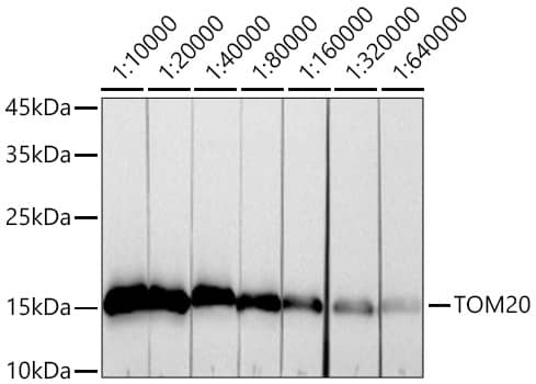 Western Blot: TOMM20 Antibody (10G6I8) [TOMM20] - Western blot analysis of lysates from HeLa cells using TOMM20 Rabbit mAb  at 1:10000-1:640000 dilution incubated overnight at 4C.Secondary antibody: HRP-conjugated Goat anti-Rabbit IgG (H+L)  at 1:10000 dilution.Lysates/proteins: 25 ug per lane.Blocking buffer: 3% nonfat dry milk in TBST.Detection: ECL Basic Kit .Exposure time: 30s.