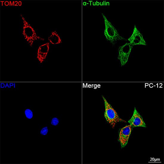 Immunocytochemistry/ Immunofluorescence: TOMM20 Antibody (10G6I8) [TOMM20] - Confocal imaging of PC-12 cells using TOMM20 Rabbit mAb  followed by a further incubation with Cy3 Goat Anti-Rabbit IgG (H+L)  . The cells were counterstained with alpha-Tubulin Mouse mAb  followed by incubation with ABflo 488-conjugated Goat Anti-Mouse IgG (H+L) Ab  (Green). DAPI was used for nuclear staining (Blue). Objective: 100x.