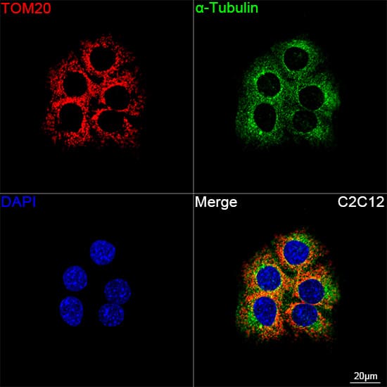 Immunocytochemistry/ Immunofluorescence: TOMM20 Antibody (10G6I8) [TOMM20] - Confocal imaging of C2C12 cells using TOMM20 Rabbit mAb  followed by a further incubation with Cy3 Goat Anti-Rabbit IgG (H+L)  . The cells were counterstained with alpha-Tubulin Mouse mAb  followed by incubation with ABflo 488-conjugated Goat Anti-Mouse IgG (H+L) Ab  (Green). DAPI was used for nuclear staining (Blue). Objective: 100x.