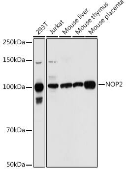 Western Blot NOL1 Antibody - BSA Free