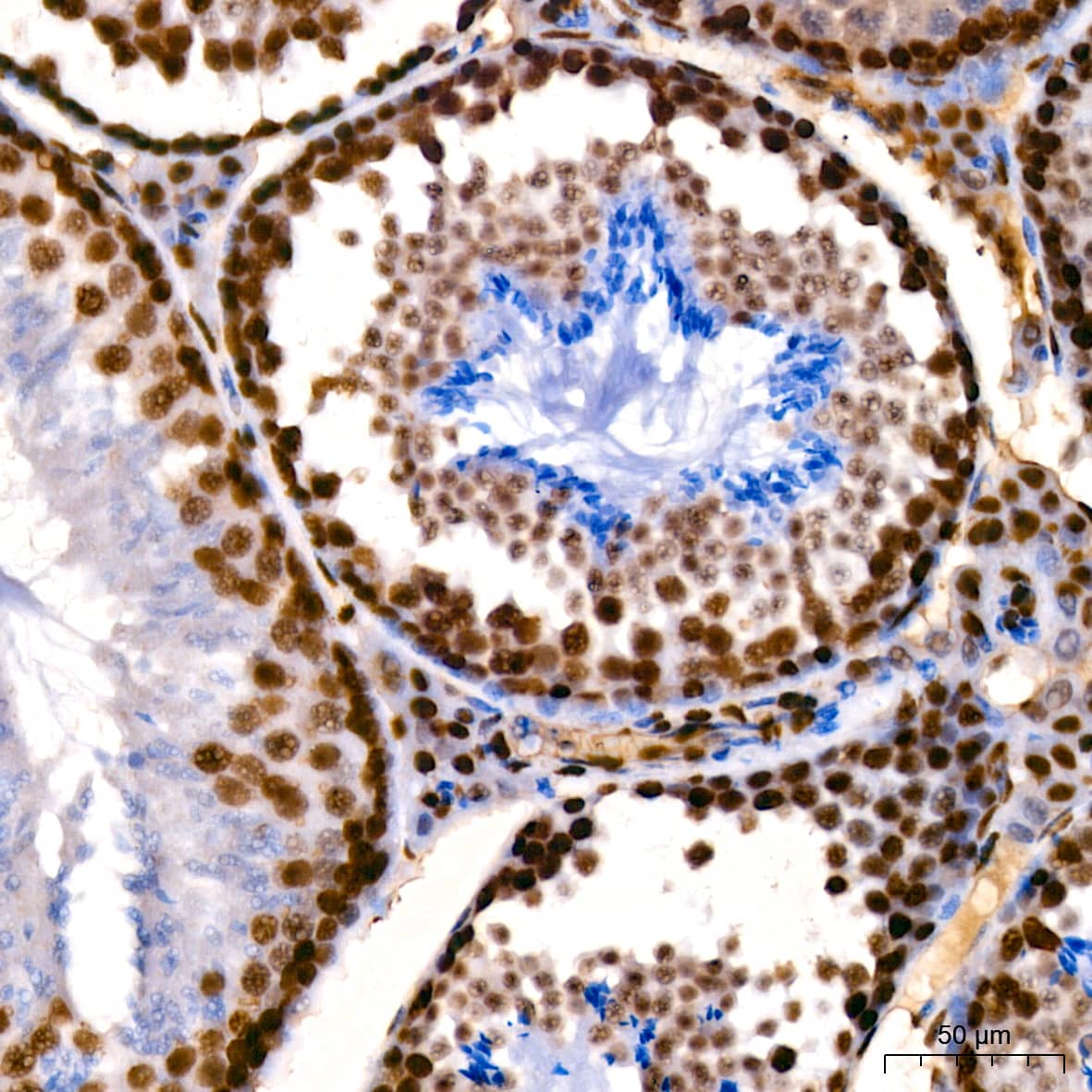 Immunohistochemistry: HMGB1/HMG-1 Antibody (1C4T5) [HMGB1/HMG-1] - Immunohistochemistry analysis of paraffin-embedded Mouse testis using [KO Validated] HMGB1/HMG-1 Rabbit mAb  at dilution of 1:200 (40x lens). High pressure antigen retrieval performed with 0.01M Citrate Bufferr (pH 6.0) prior to IHC staining.