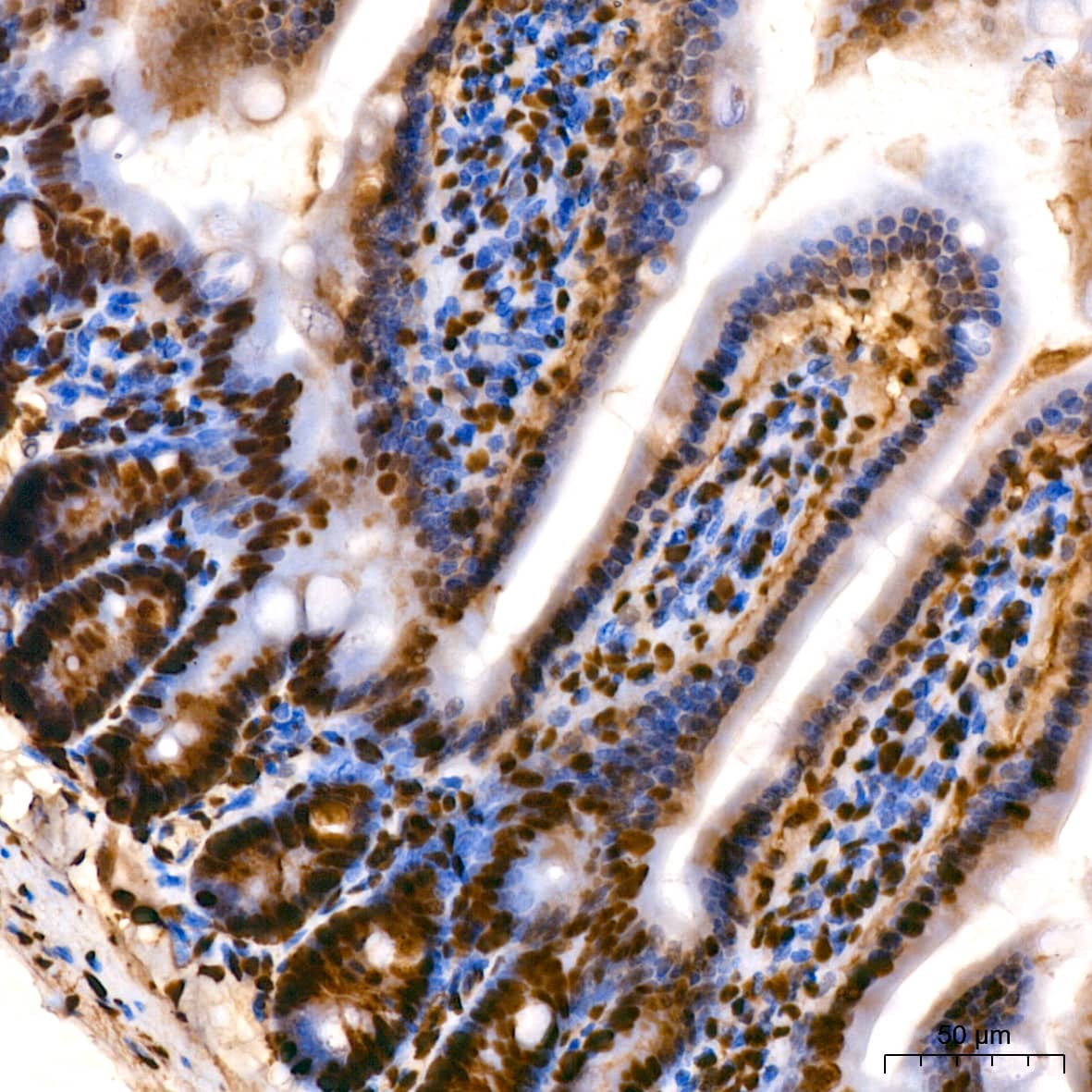 Immunohistochemistry: HMGB1/HMG-1 Antibody (1C4T5) [HMGB1/HMG-1] - Immunohistochemistry analysis of paraffin-embedded Mouse colon using [KO Validated] HMGB1/HMG-1 Rabbit mAb  at dilution of 1:200 (40x lens). High pressure antigen retrieval performed with 0.01M Citrate Bufferr (pH 6.0) prior to IHC staining.