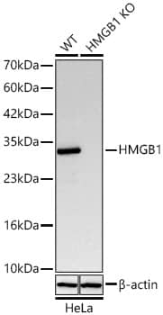 <b>Genetic Strategies Validation. </b>Western Blot: HMGB1/HMG-1 Antibody (1C4T5) [HMGB1/HMG-1] - Western blot analysis of lysates from wild type (WT) and HMGB1/HMG-1 knockout (KO) HeLa cells using [KO Validated] HMGB1/HMG-1 Rabbit mAb  at 1:6000 dilution incubated overnight at 4C.Secondary antibody: HRP-conjugated Goat anti-Rabbit IgG (H+L)  at 1:10000 dilution.Lysates/proteins: 25 ug per lane.Blocking buffer: 3% nonfat dry milk in TBST.Detection: ECL Basic Kit .Exposure time: 0.5s.