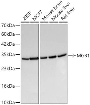 Western Blot: HMGB1/HMG-1 Antibody (1C4T5) [NBP3-15755] - Western blot analysis of various lysates using [KO Validated] HMGB1/HMG-1 Rabbit mAb  at 1:6000 dilution incubated overnight at 4C.Secondary antibody: HRP-conjugated Goat anti-Rabbit IgG (H+L)  at 1:10000 dilution.Lysates/proteins: 25 ug per lane.Blocking buffer: 3% nonfat dry milk in TBST.Detection: ECL Basic Kit .Exposure time: 0.5s.