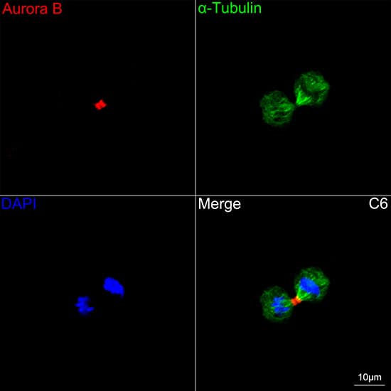 Immunocytochemistry/ Immunofluorescence: Aurora B Antibody (3C4V8) [Aurora B] - Confocal imaging of C6 cells using Aurora B Rabbit mAb  followed by a further incubation with Cy3 Goat Anti-Rabbit IgG (H+L)  . The cells were counterstained with alpha-Tubulin Mouse mAb  followed by incubation with ABflo 488-conjugated Goat Anti-Mouse IgG (H+L) Ab  (Green). DAPI was used for nuclear staining (Blue). Objective: 100x.